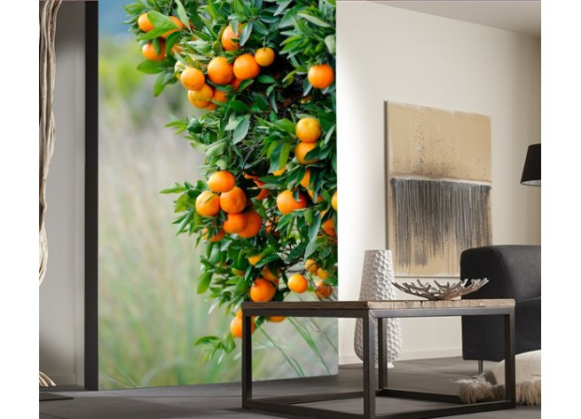 Фотообои Апельсиновые деревья с плодами на плантации